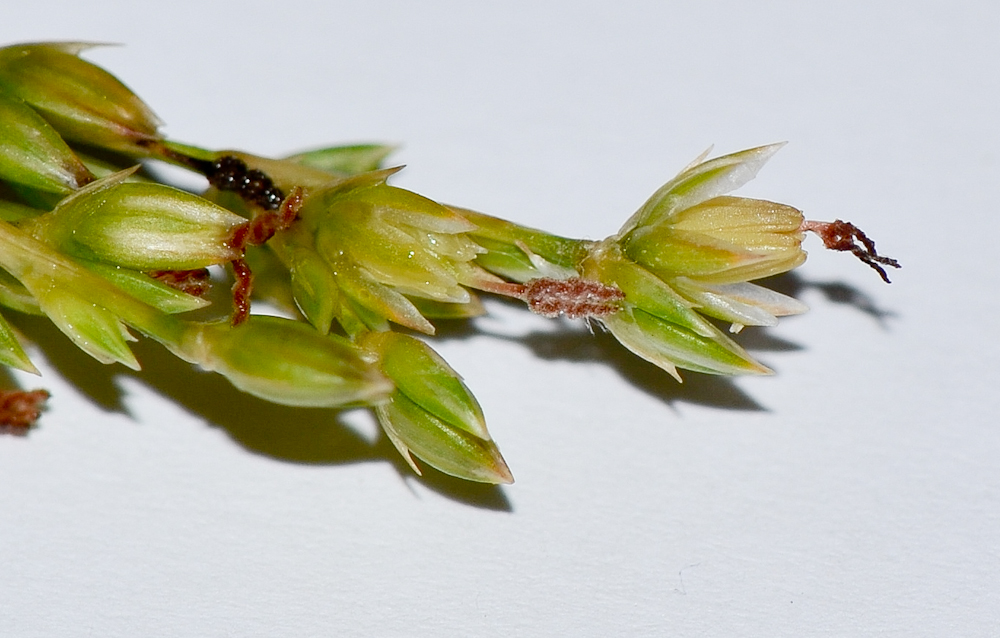 Image of Juncus arabicus specimen.