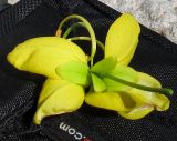 Cassia fistula. Цветок (вид со стороны чашечки). Израиль, Шарон, г. Герцлия, в культуре. 24.05.2012.