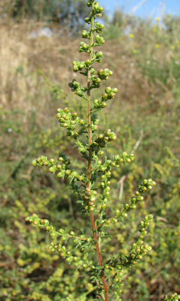 Image of Artemisia arenaria specimen.