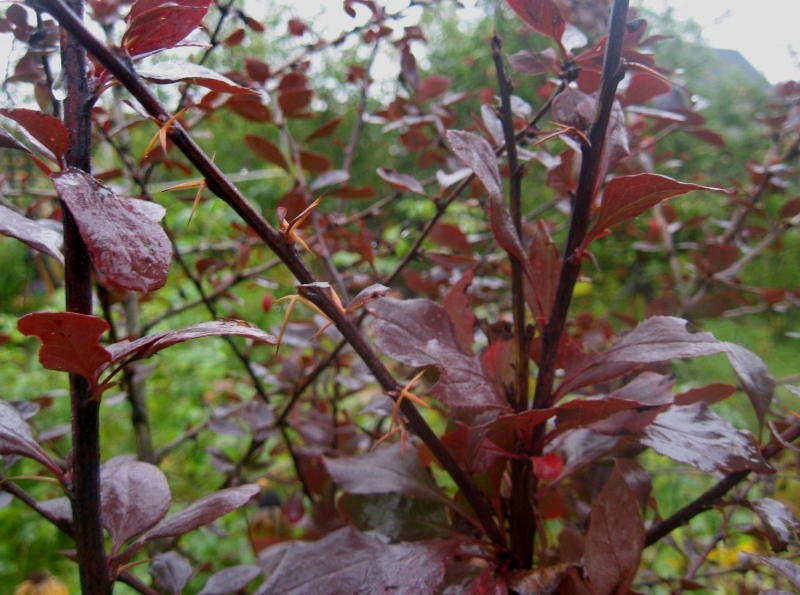 Image of Berberis &times; ottawensis specimen.