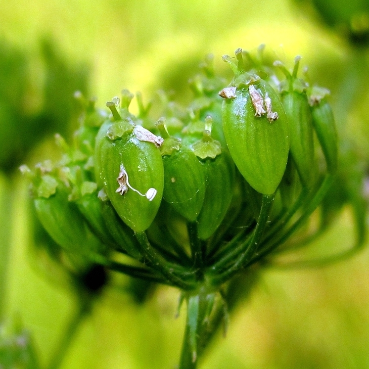 Image of Heracleum sibiricum specimen.