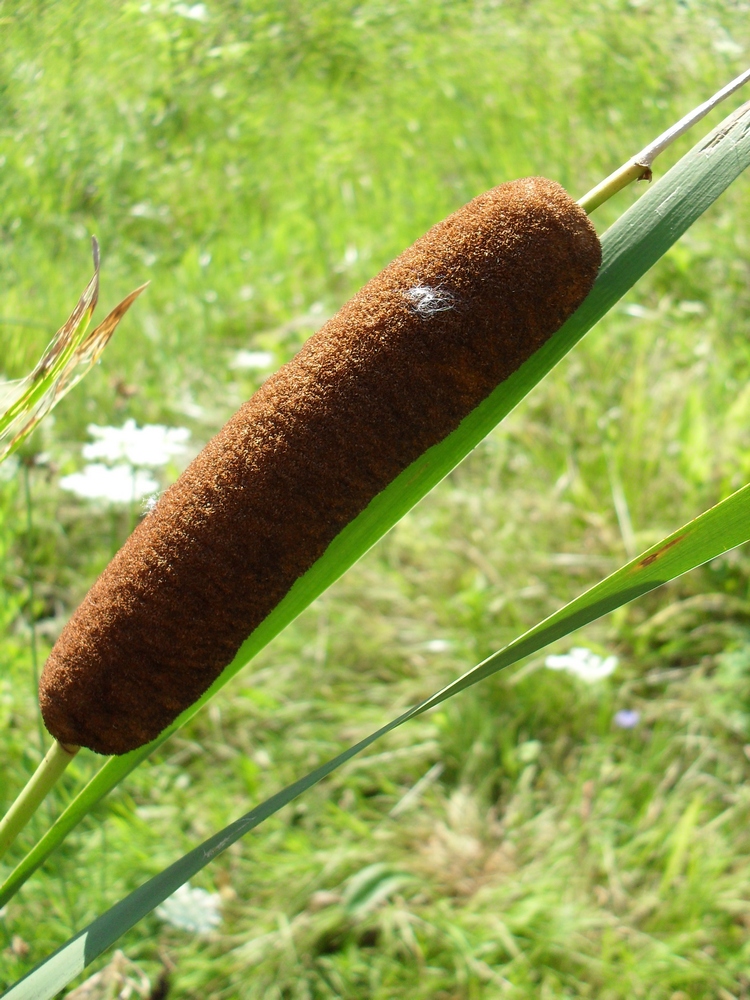 Image of Typha intermedia specimen.