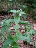 Clinopodium vulgare