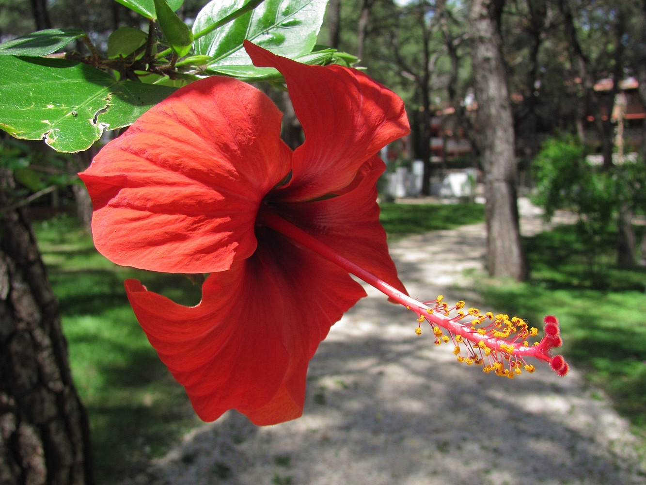 Image of Hibiscus rosa-sinensis specimen.