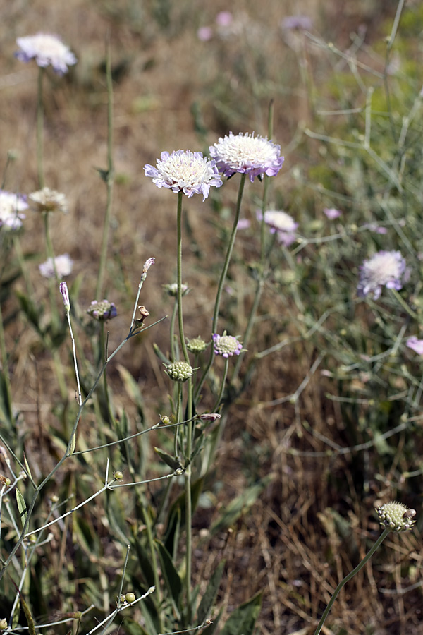 Image of Lomelosia songarica specimen.