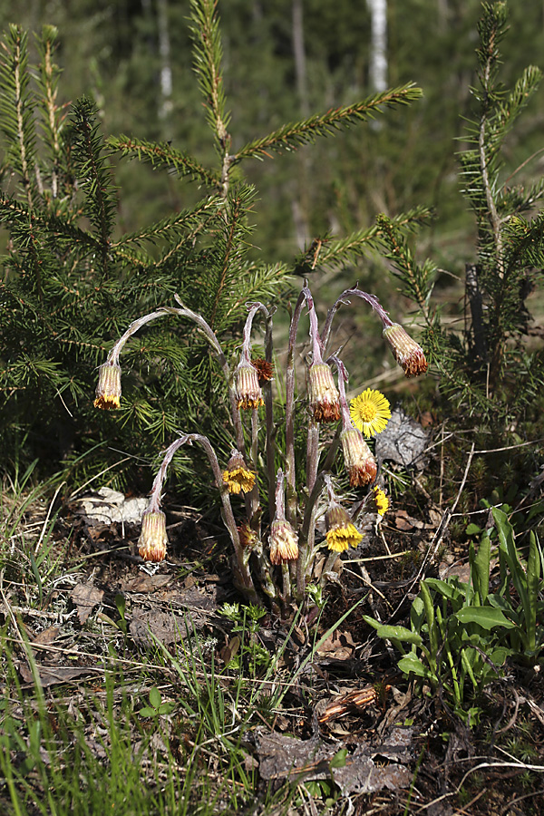 Image of Tussilago farfara specimen.