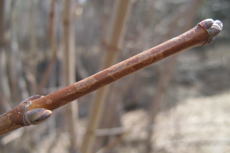 Image of Acer platanoides specimen.