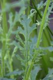 Senecio sylvaticus