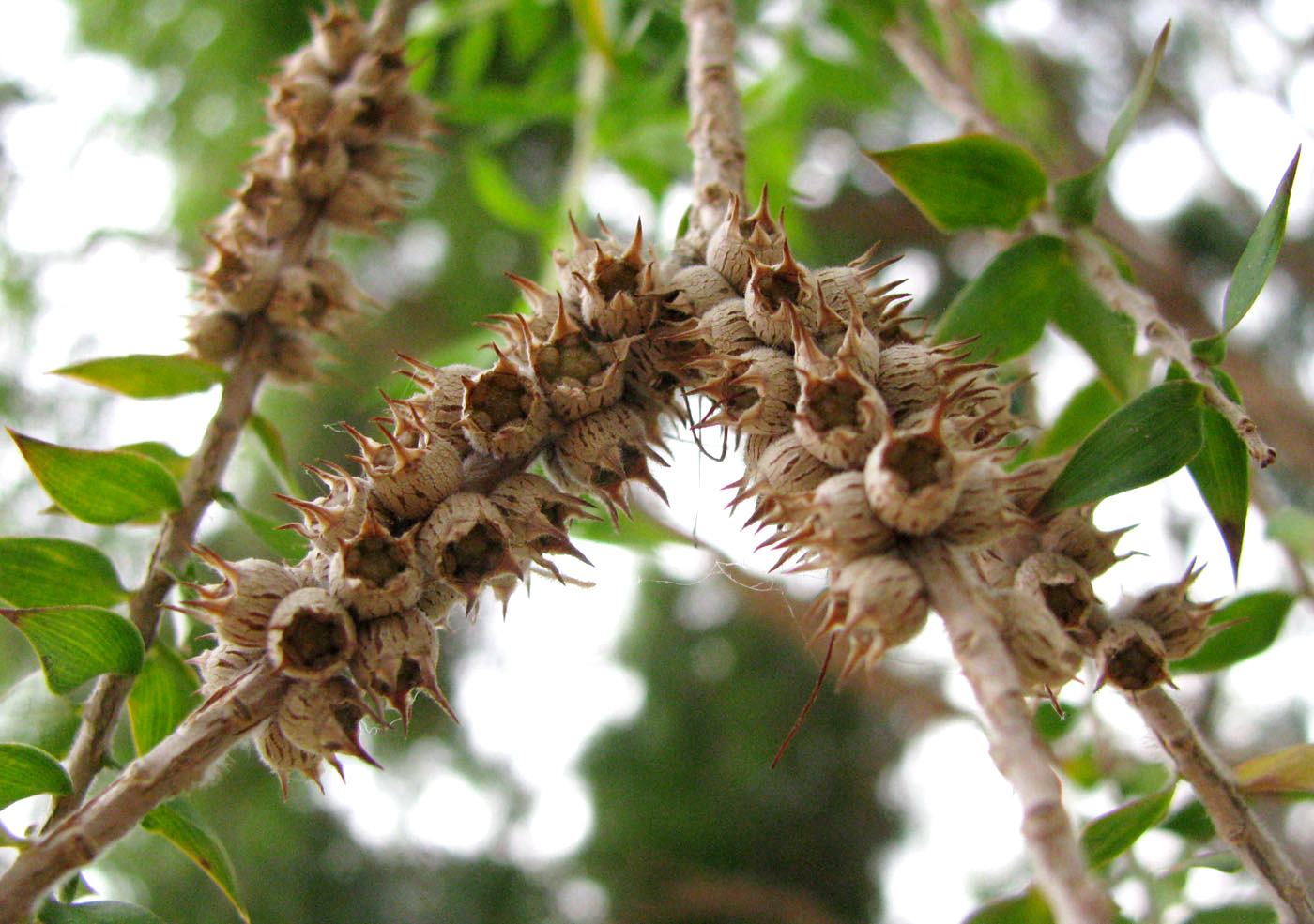 Изображение особи Melaleuca styphelioides.