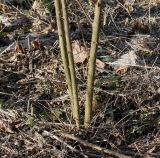 Robinia pseudoacacia. Нижняя часть однолетних побегов (корневая поросль). Германия, г. Кемпен, в городском саду. 05.03.2013.