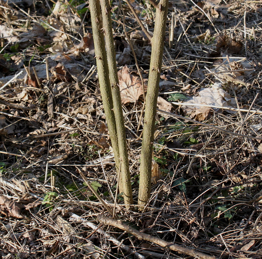 Image of Robinia pseudoacacia specimen.