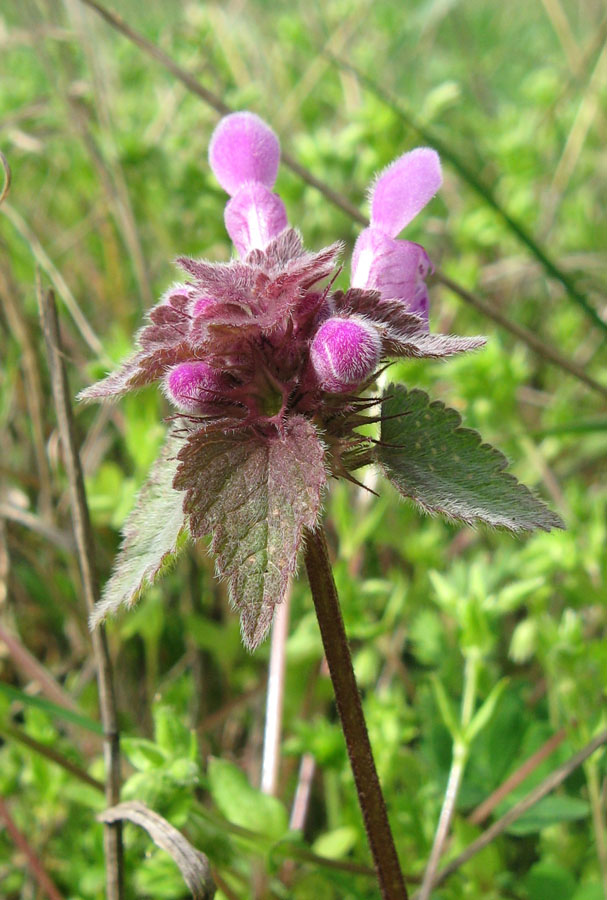 Image of Lamium purpureum specimen.