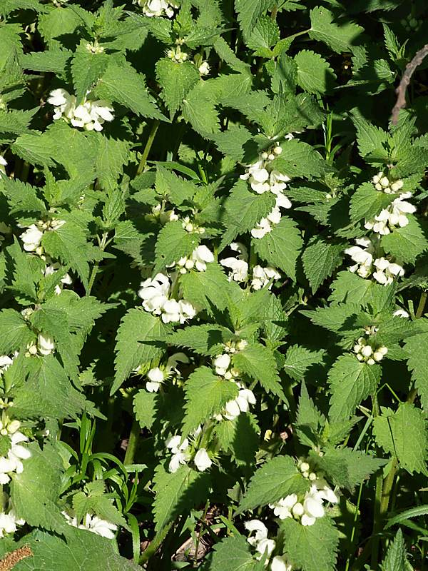 Image of Lamium album specimen.