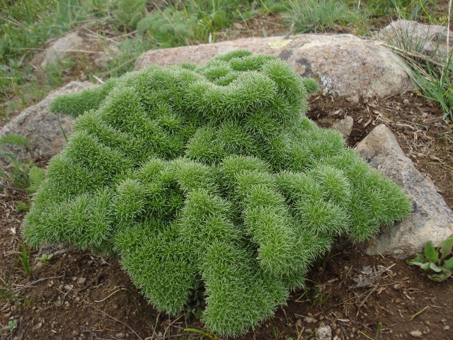 Image of Prangos ferulacea specimen.