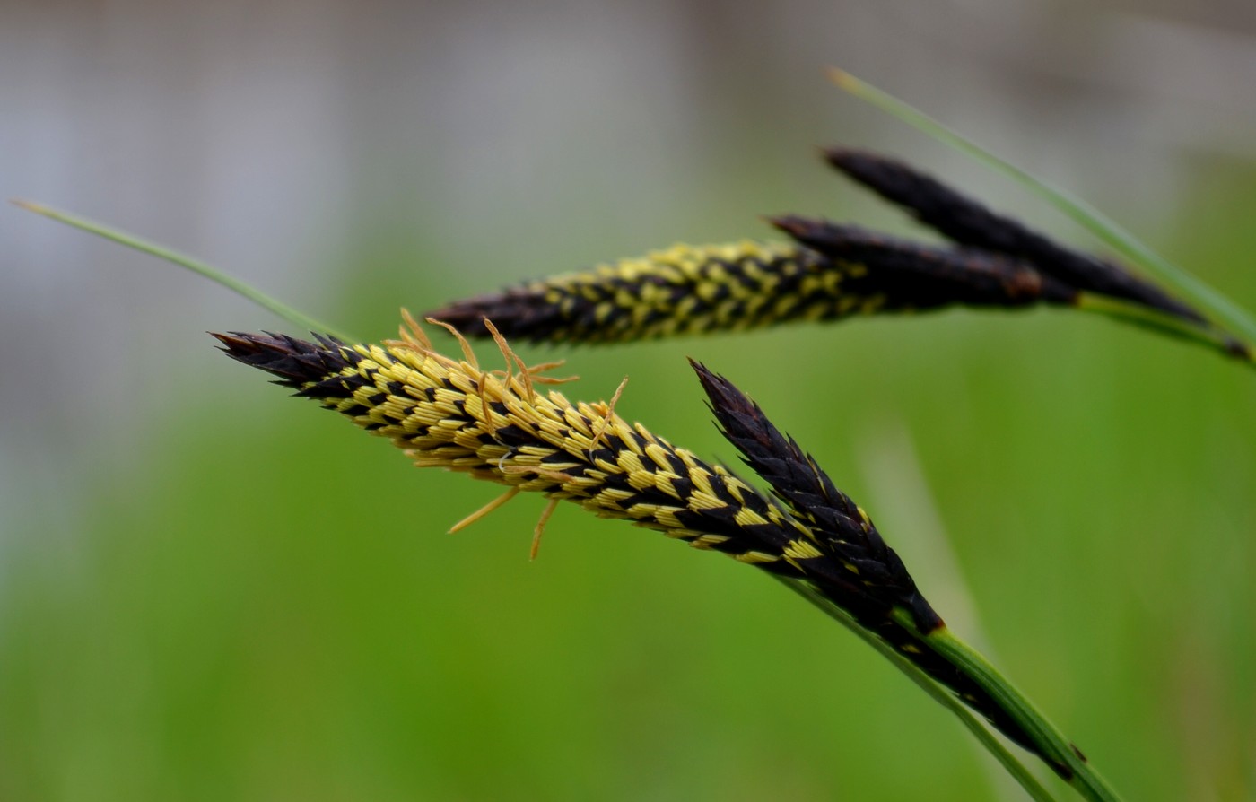 Image of genus Carex specimen.