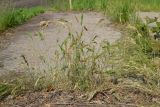 Смотреть изображение Bromus hordeaceus