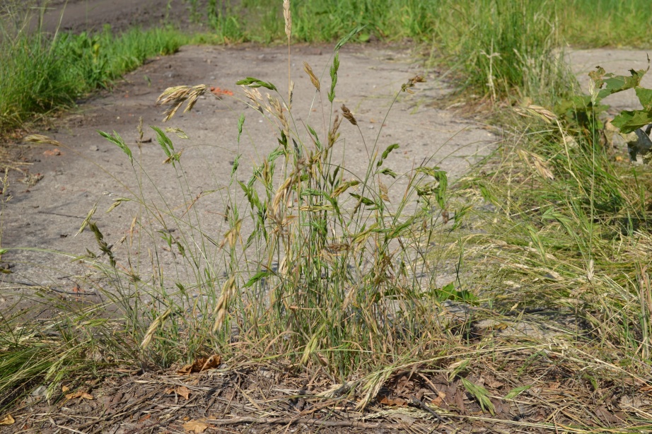 Image of Bromus hordeaceus specimen.