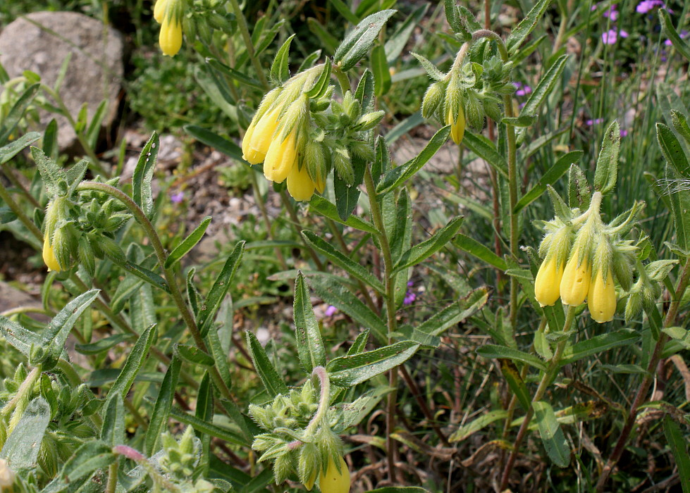 Изображение особи Onosma stellulatum.