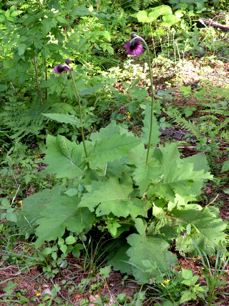 Изображение особи Cirsium waldsteinii.