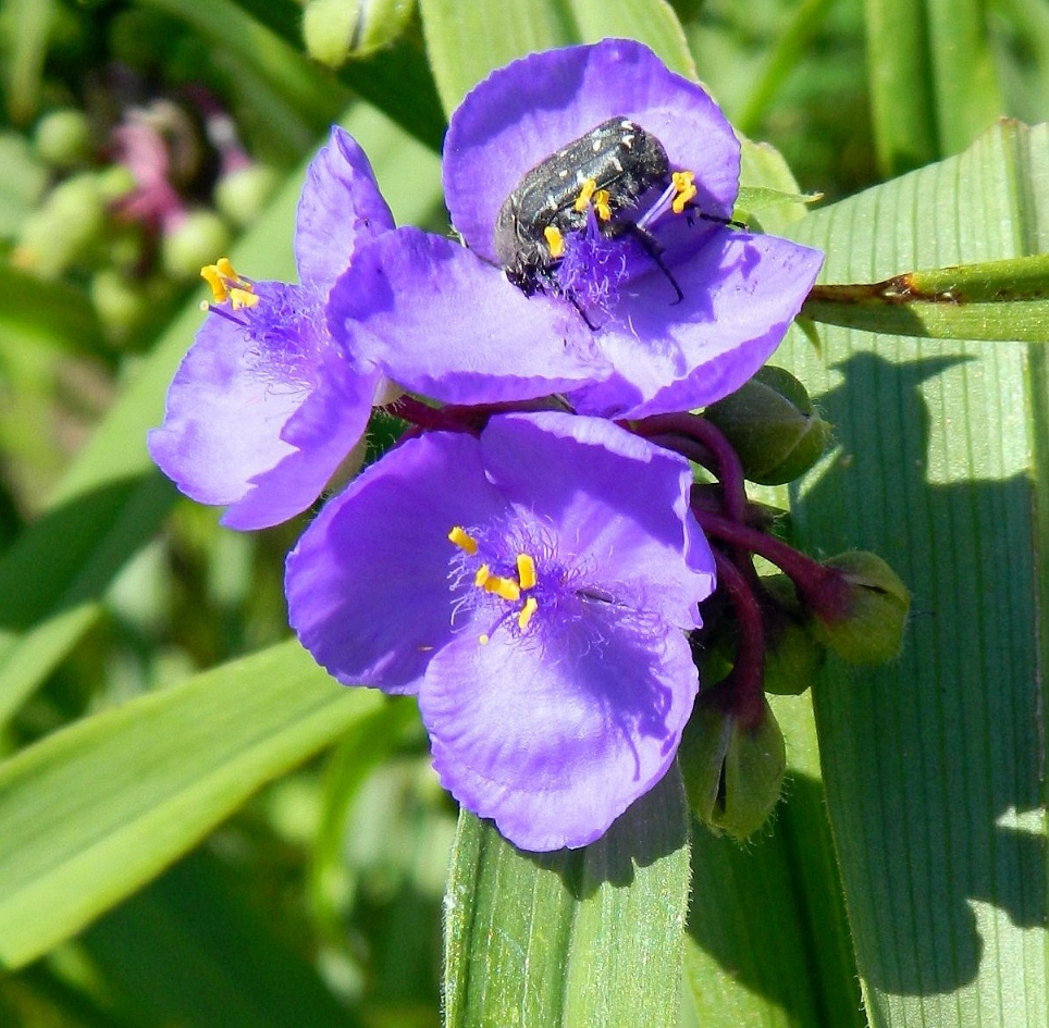 Изображение особи Tradescantia virginiana.