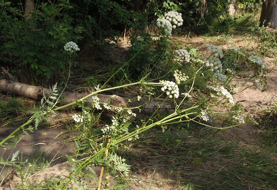 Image of Seseli libanotis specimen.