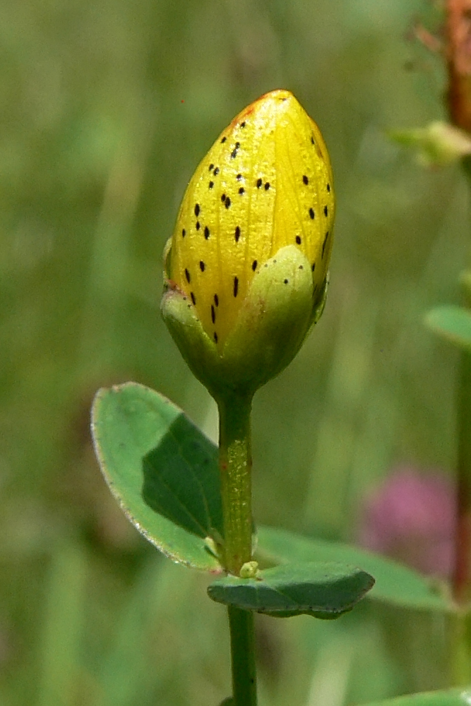 Image of Hypericum maculatum specimen.