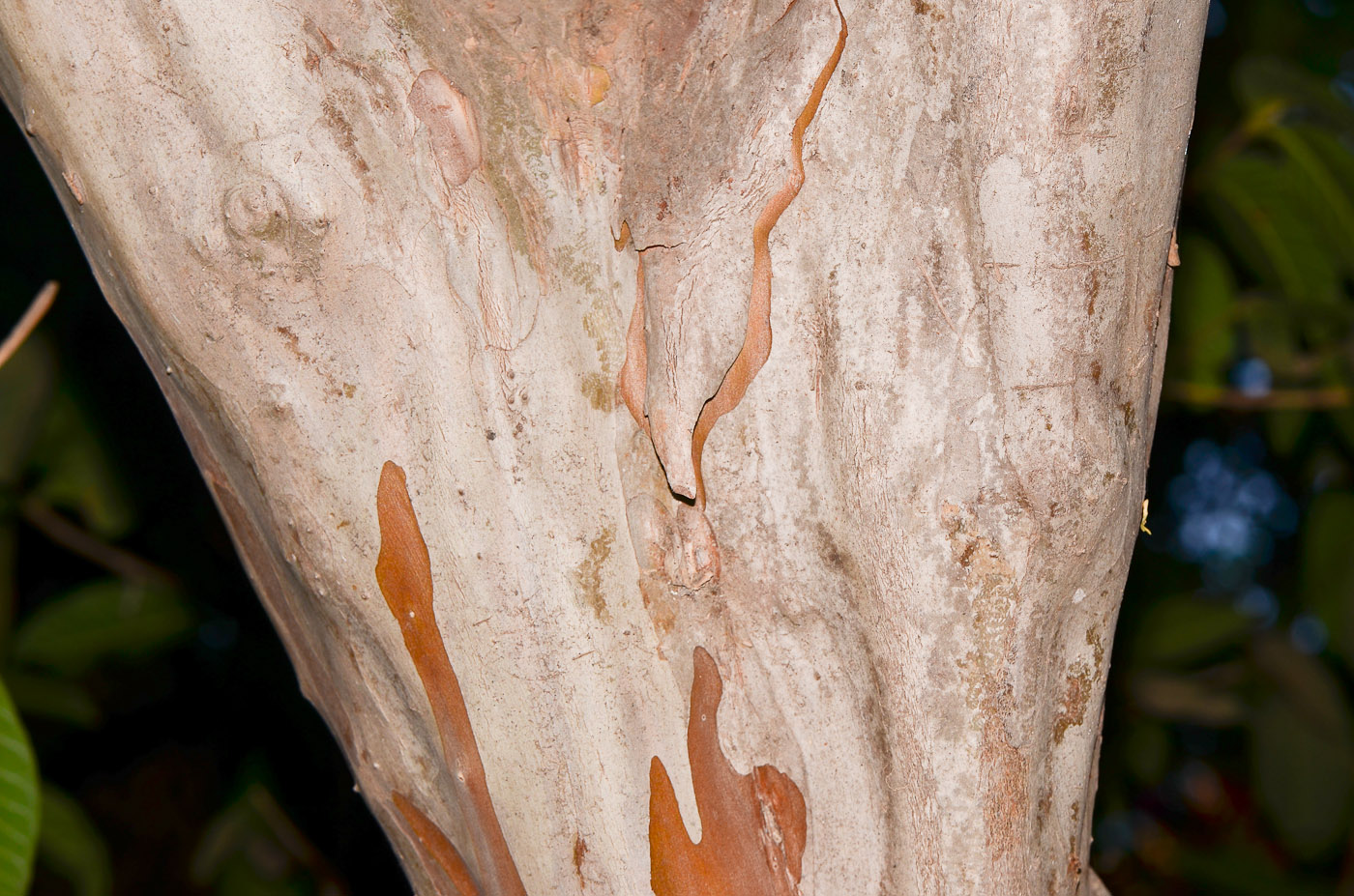 Image of Psidium guajava specimen.