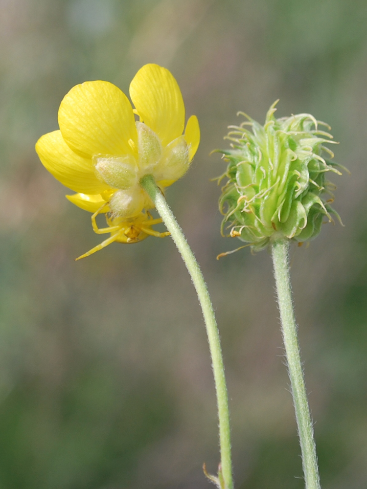 Image of Ranunculus sewerzowii specimen.