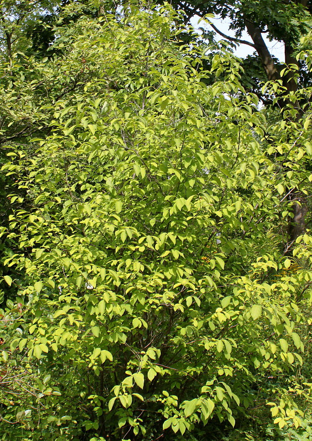 Image of Lindera benzoin specimen.