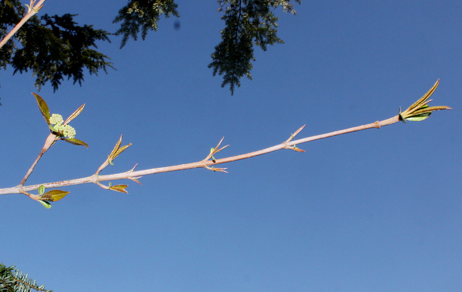 Image of Viburnum prunifolium specimen.