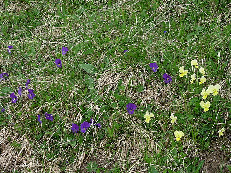 Image of Viola oreades specimen.