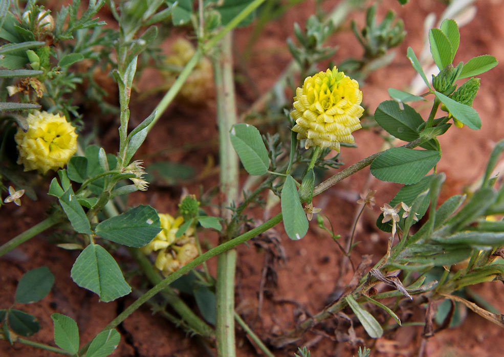 Image of Trifolium campestre specimen.