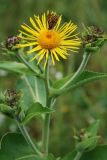 Inula helenium