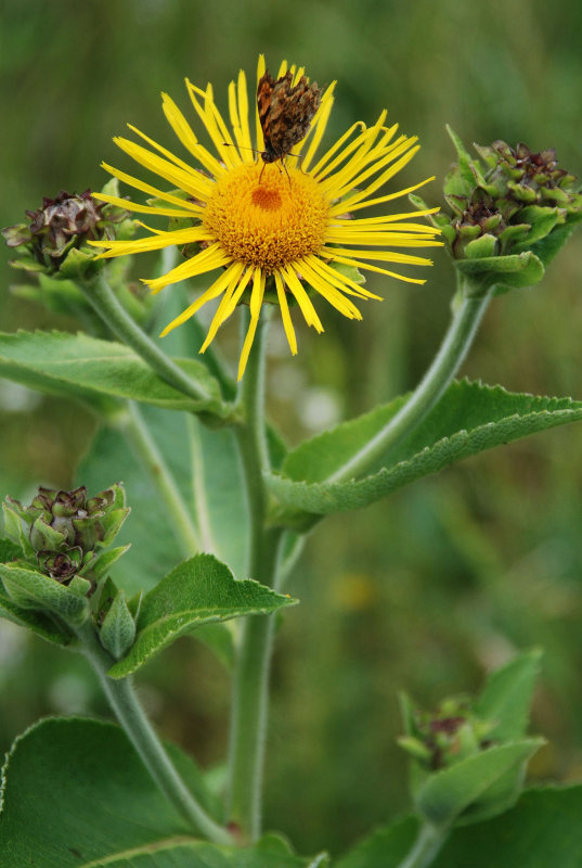 Изображение особи Inula helenium.