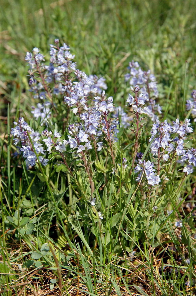 Image of Veronica krylovii specimen.