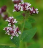 Origanum vulgare