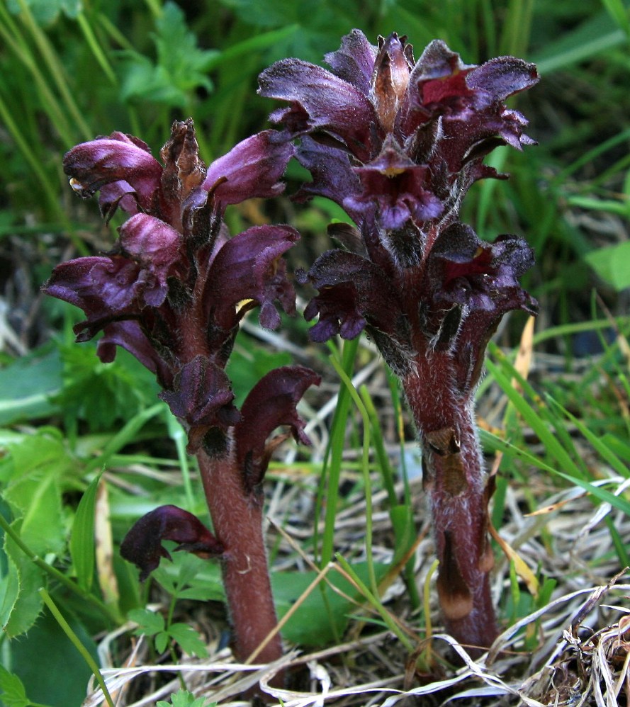 Image of Orobanche gamosepala specimen.
