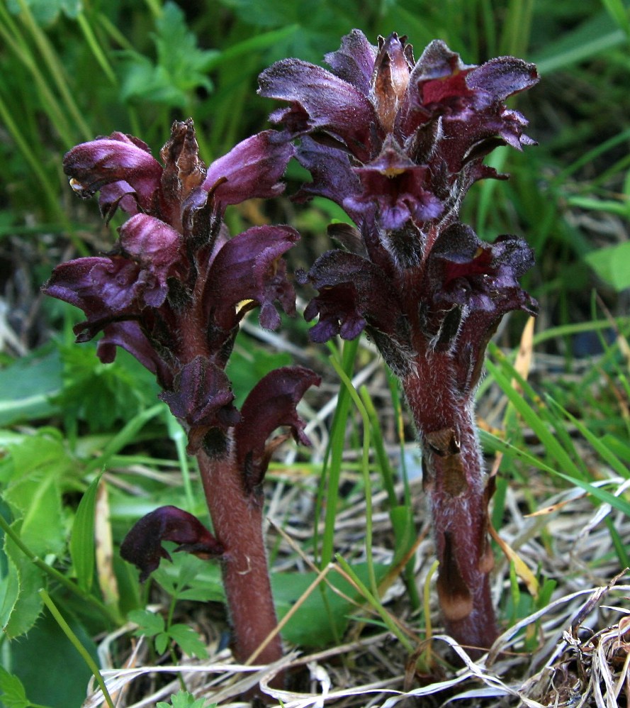 Изображение особи Orobanche gamosepala.