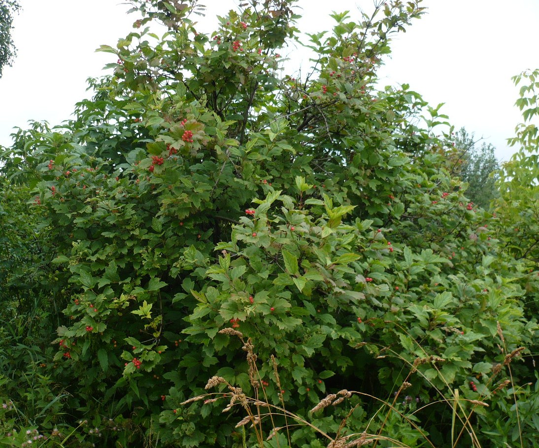 Image of Viburnum opulus specimen.