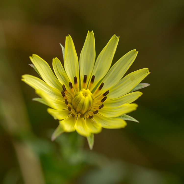 Image of genus Tragopogon specimen.