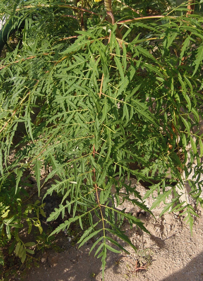 Image of Rhus typhina specimen.