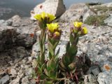 Saxifraga macrocalyx. Цветущие растения. Казахстан, Заилийский Алатау, Большое Алматинское ущ. в р-не Космостанции, 3300 м н.у.м. 21 июня 2012 г.