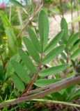 Anthyllis vulneraria. Лист. Окр. Архангельска, рудеральное песчаное место. 30.06.2014.