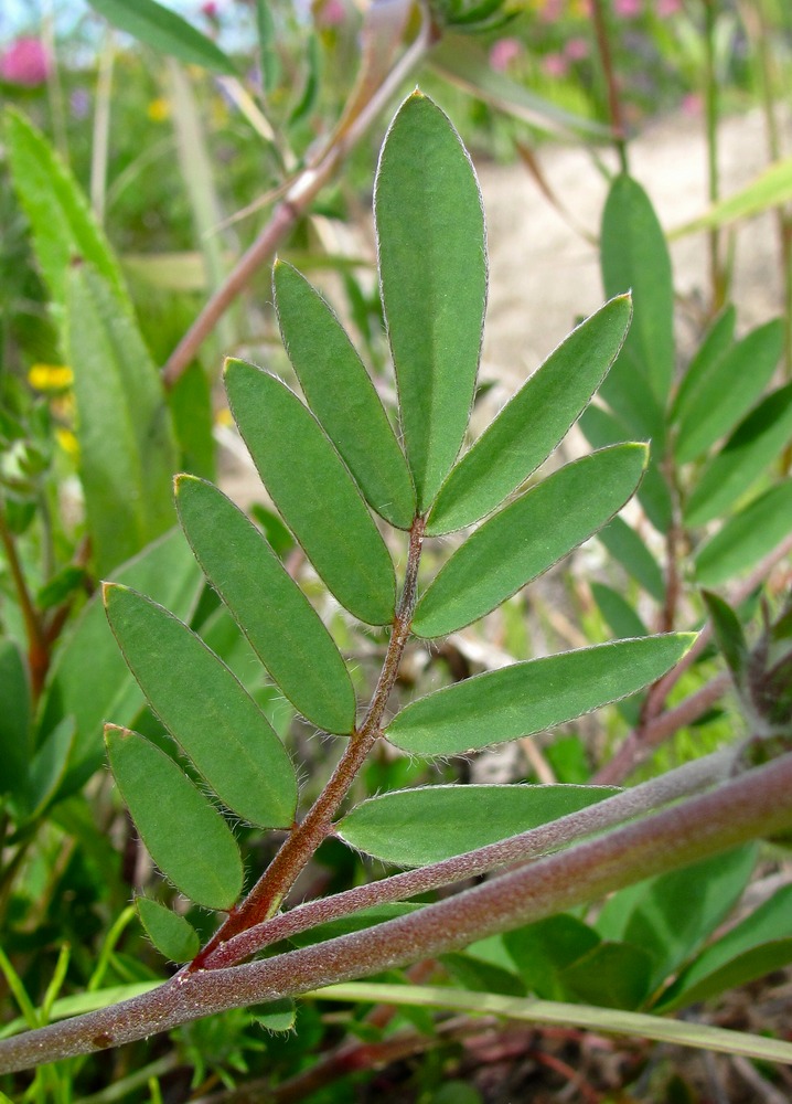 Image of Anthyllis vulneraria specimen.