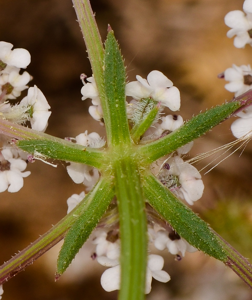 Image of Pseudorlaya pumila specimen.