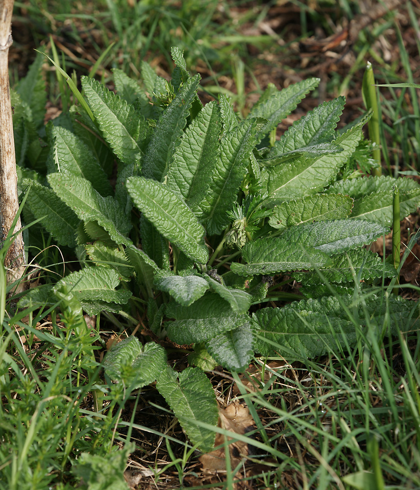 Изображение особи Betonica officinalis.