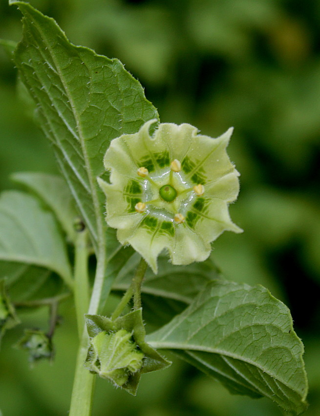 Image of Jaltomata procumbens specimen.