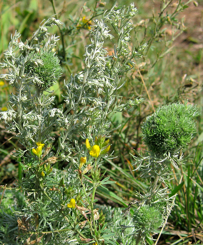 Image of Artemisia austriaca specimen.