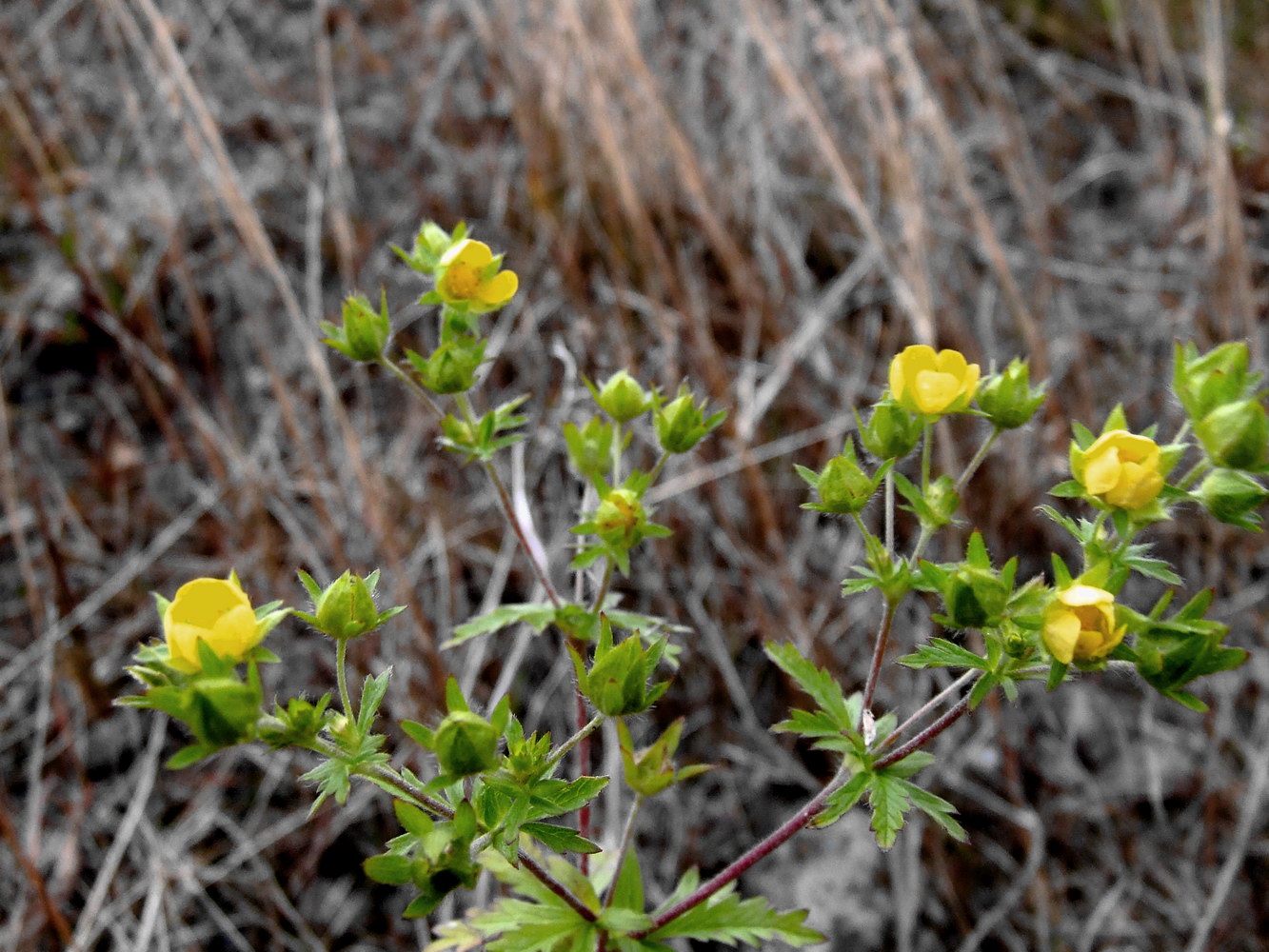 Image of Potentilla heidenreichii specimen.