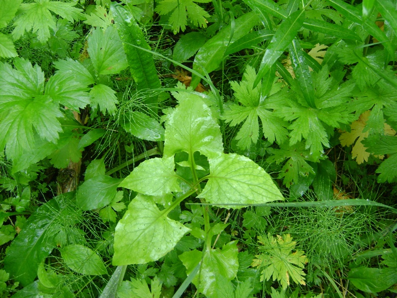 Image of Cicerbita alpina specimen.